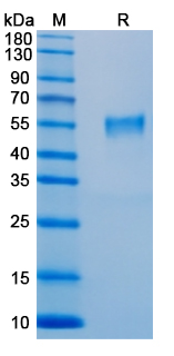 SDS-PAGE for Recombinant DRV SD-12 Sigma C Protein, N-His ?>