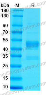 Recombinant MPXV/MPOX A15L Protein, N-hFc