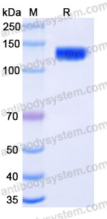 Recombinant Cynomolgus monkey CD203c/ENPP3 Protein, N-His