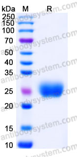 Recombinant Cynomolgus monkey CD262/TRAIL-R2/DR5 Protein, C-His