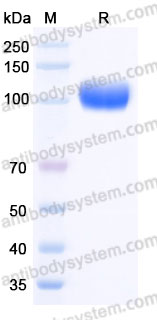 Recombinant Rhesus monkey ANGPT2/Ang2 Protein, C-Fc