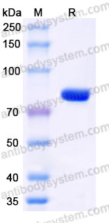 Recombinant Cynomolgus monkey CD355/CRTAM Protein, C-Fc