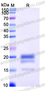 Recombinant Rhesus monkey CD160 Protein, C-His