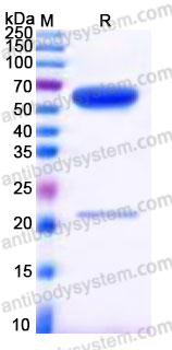 Recombinant Rhesus monkey CD160 Protein, C-Fc