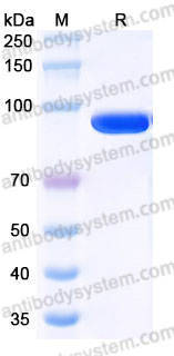 Recombinant Cynomolgus monkey CD71/TFRC Protein, N-His
