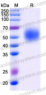 Recombinant Cynomolgus monkey CD3D Protein, C-Fc