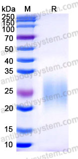 Recombinant Cynomolgus monkey CD3D Protein, C-His