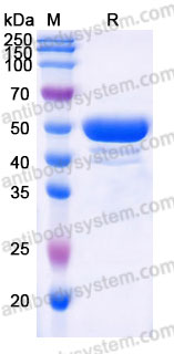 Recombinant Cynomolgus monkey CD3D & CD3E Heterodimer Protein, C-Fc-Flag & C-Fc-His