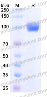 Recombinant Cynomolgus monkey CD54/ICAM1 Protein, C-Fc