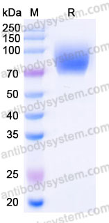 Recombinant Cynomolgus monkey CD54/ICAM1 Protein, C-His