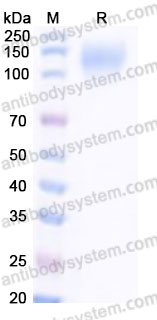 Recombinant Cynomolgus monkey CD66e/CEA/CEACAM5 Protein, C-His