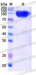 Recombinant Cynomolgus monkey CD115/CSF1R Protein, C-His