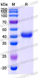 Recombinant Cynomolgus monkey CD3E Protein, C-Fc