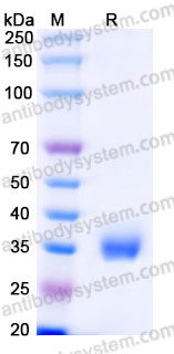 Recombinant Cynomolgus monkey CD7 Protein, C-His