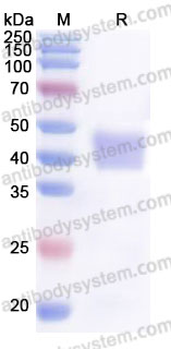 Recombinant Rhesus monkey CD142/F3/TF Protein, C-His