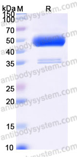 Recombinant Cynomolgus monkey CD152/CTLA4 Protein, C-Fc