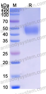 Recombinant Cynomolgus monkey CD33/Siglec-3 Protein, C-His