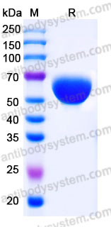 Recombinant Cynomolgus monkey CD314/KLRK1/NKG2D Protein, N-Fc