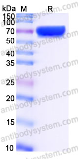 Recombinant Rhesus monkey CD27 Protein, C-Fc