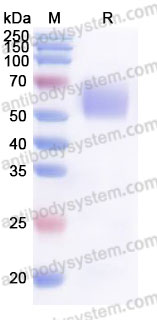 Recombinant Cynomolgus monkey CD123/IL3RA Protein, C-His