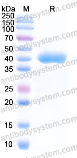 Recombinant Cynomolgus monkey CD38/ADPRC 1 Protein, C-His