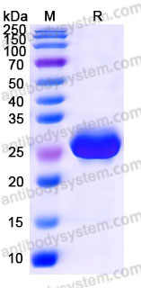 Recombinant Cynomolgus monkey CD32b/FCGR2B Protein, C-His