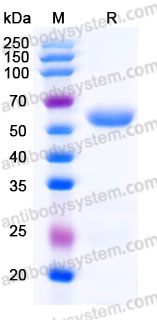 Recombinant Rhesus monkey CD79β/CD79B Protein, C-Fc