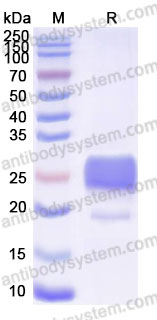 Recombinant Rhesus monkey CD79β/CD79B Protein, C-His