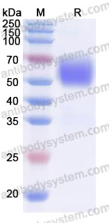 Recombinant Rhesus monkey CD86/B7-2 Protein, C-His
