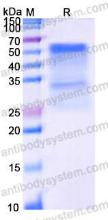 Recombinant Rhesus monkey CD47/MER6 Protein, N-His-Flag
