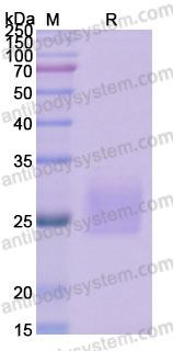 Recombinant Rhesus monkey CD270/HVEM Protein, C-His