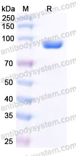 Recombinant Cynomolgus monkey CD93/C1qR Protein, C-His
