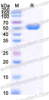 Recombinant Cynomolgus monkey CD112R/PVRIG Protein, C-Fc