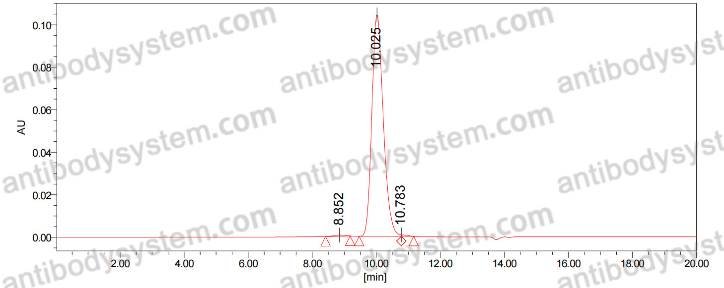 Anti-Human CD143/ACE Antibody (9B9)
