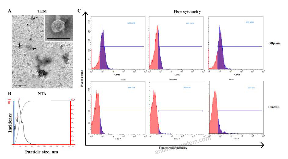 Anti-Human CD9 Antibody (SAA0003)