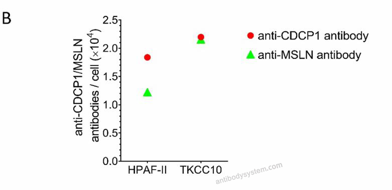 Anti-Human MSLN Antibody (SAA0145), PE