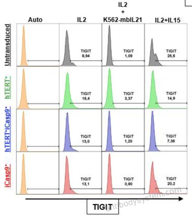 Flow Cytometry for Anti-Human TIGIT Antibody (SAA0154), PE ?>