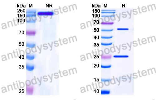 Human IgG1 fut Isotype Control Antibody (13R4)