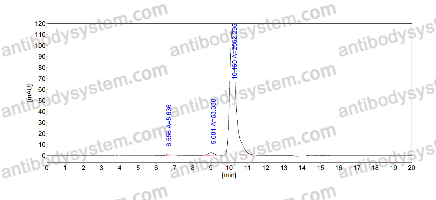 Anti-Human VSIG4/CRIg Antibody (SAA0775)