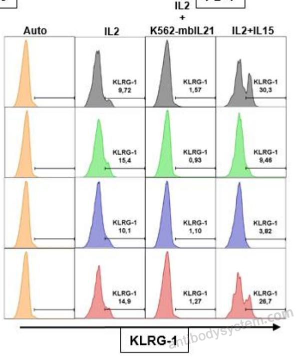Flow Cytometry for Anti-Human KLRG1/CLEC15A Antibody (SAA0508), APC ?>