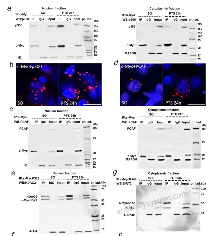 Normal Mouse IgG Isotype Control Antibody