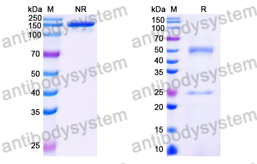 Mouse IgG2C Isotype Control Antibody (HyHEL-10)