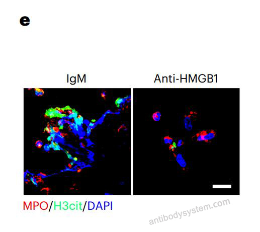 Bioactivity for Mouse IgM, kappa Isotype Control Antibody (MM-30) ?>