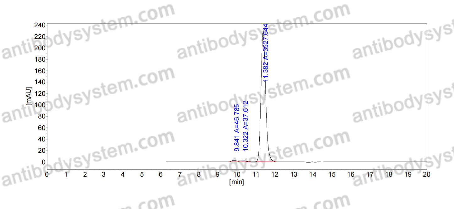 Anti-Mouse H2-Ab1/MHCII Antibody (H2-Ab1)