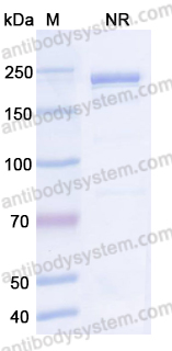 Canine IgG4, kappa Isotype Control Antibody (HyHEL-10)