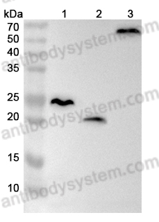 Anti-6*His Tag (HHHHHH) Monoclonal Antibody (1A056)