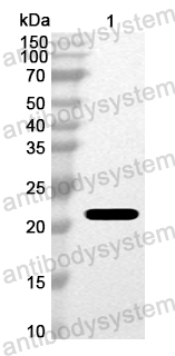 Anti-Bovine Bos d 5/LGB Polyclonal Antibody