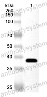 Anti-Chicken LDHA Polyclonal Antibody