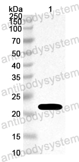Anti-Chicken Allergen Gal d I Polyclonal Antibody