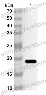 Anti-Cat CD279/PDCD1/PD1 Polyclonal Antibody